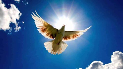 viver segundo o espirito scaled