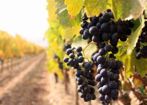 Trabalhadores da Vinha