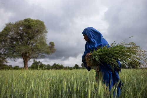 Caritas Internacional