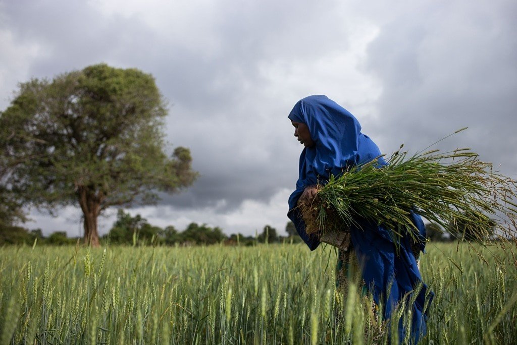 Cáritas Internacional e Santa Sé pressionam ONU para promover maior justiça alimentar - Jornal O São Paulo