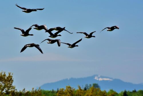 wild geese