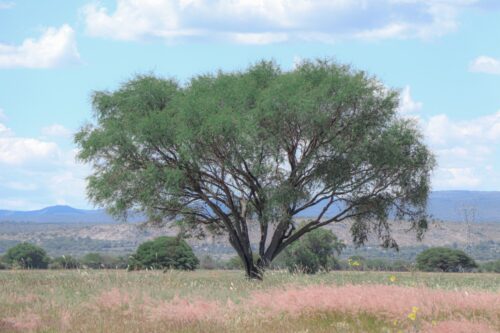 Os frutos da Quaresma - Jornal O São Paulo