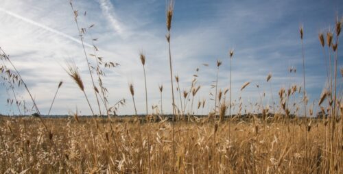 A Jerusalém celeste e suas portas abertas - Jornal O São Paulo