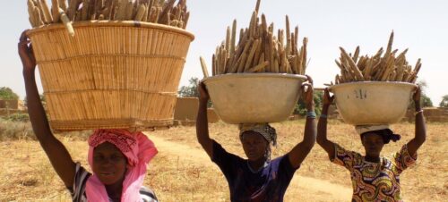 Ano Internacional do Milheto enfatiza oportunidades de um mercado sustentável - Jornal O São Paulo
