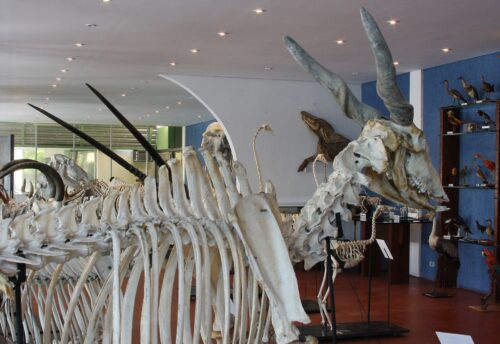 Museu de Anatomia Veterinária da USP reabre para o público após reforma - Jornal O São Paulo