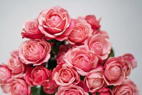 Teresa é ‘ar fresco para a Igreja’ - Jornal O São Paulo