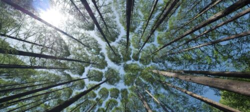 O que você precisa saber antes de plantar uma árvore - Jornal O São Paulo