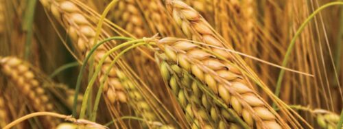 O joio, o trigo e o tempo em que vivemos - Jornal O São Paulo