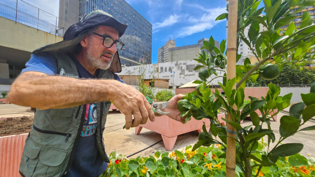 Prefeitura cultiva horta no Centro que já produziu 1 tonelada de alimentos em 2 meses - Jornal O São Paulo