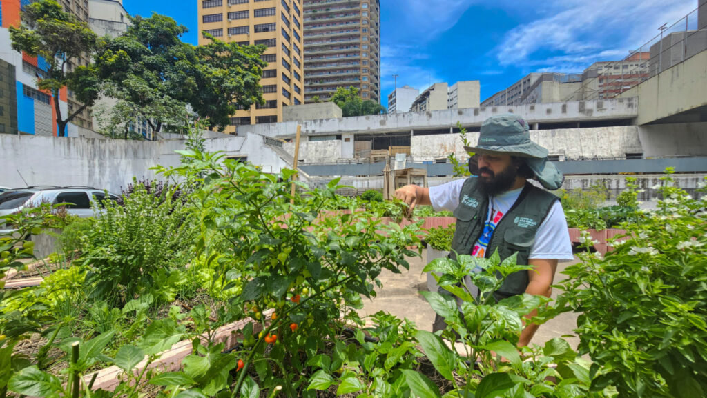 Prefeitura cultiva horta no Centro que já produziu 1 tonelada de alimentos em 2 meses - Jornal O São Paulo