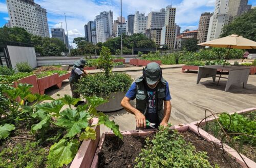 Prefeitura cultiva horta no Centro que já produziu 1 tonelada de alimentos em 2 meses - Jornal O São Paulo