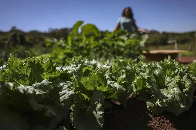 França quer apoio de bancos de desenvolvimento a alimentação saudável - Jornal O São Paulo