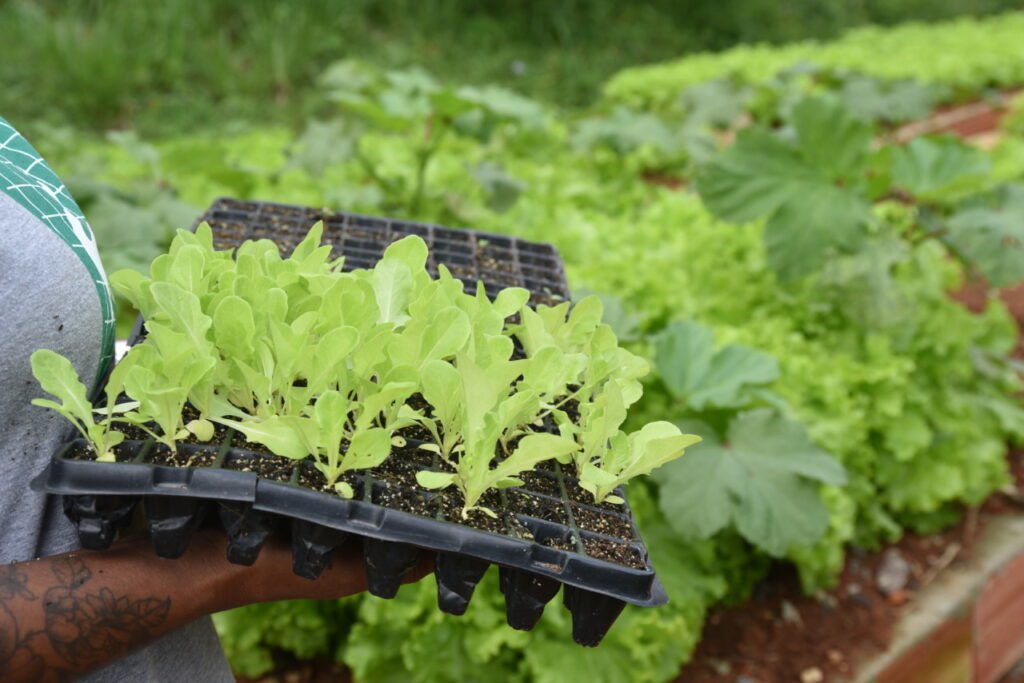 Favela Haiti 3D: um projeto que dialoga com os ideais da Ecologia Integral - Jornal O São Paulo