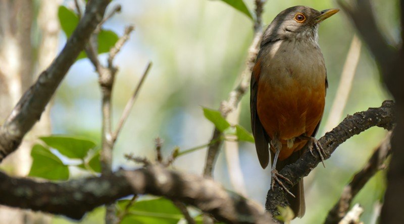 Canto antecipado, comida no lixo, ninhos em prédios: as adaptações de aves para viver em metrópoles - Jornal O São Paulo