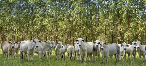 Agricultura sustentável promove conservação e empregos na Amazônia e no Cerrado - Jornal O São Paulo