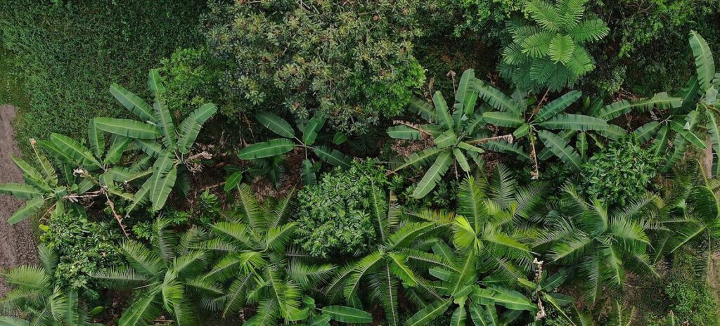 Agricultura sustentável promove conservação e empregos na Amazônia e no Cerrado - Jornal O São Paulo