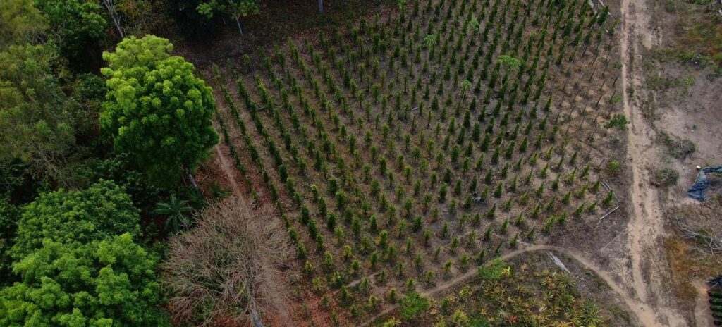 Agricultura sustentável promove conservação e empregos na Amazônia e no Cerrado - Jornal O São Paulo