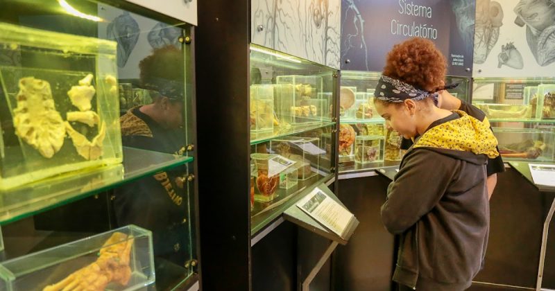 Museus e parques da USP oferecem experiências lúdicas e educativas nas férias de janeiro - Jornal O São Paulo