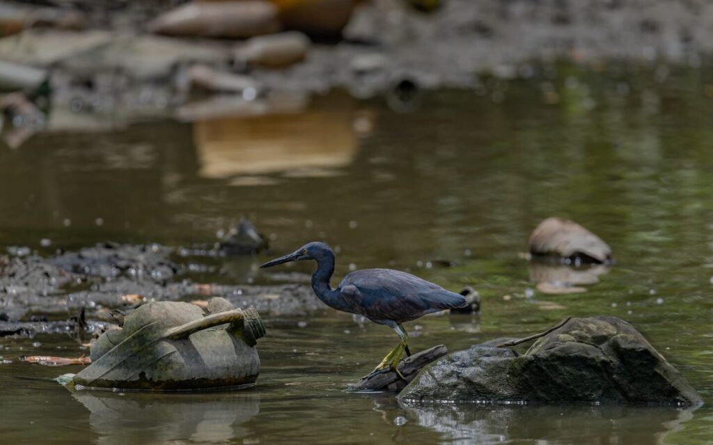 Estudo afirma que o mundo entrou na era da falência hídrica global - Jornal O São Paulo