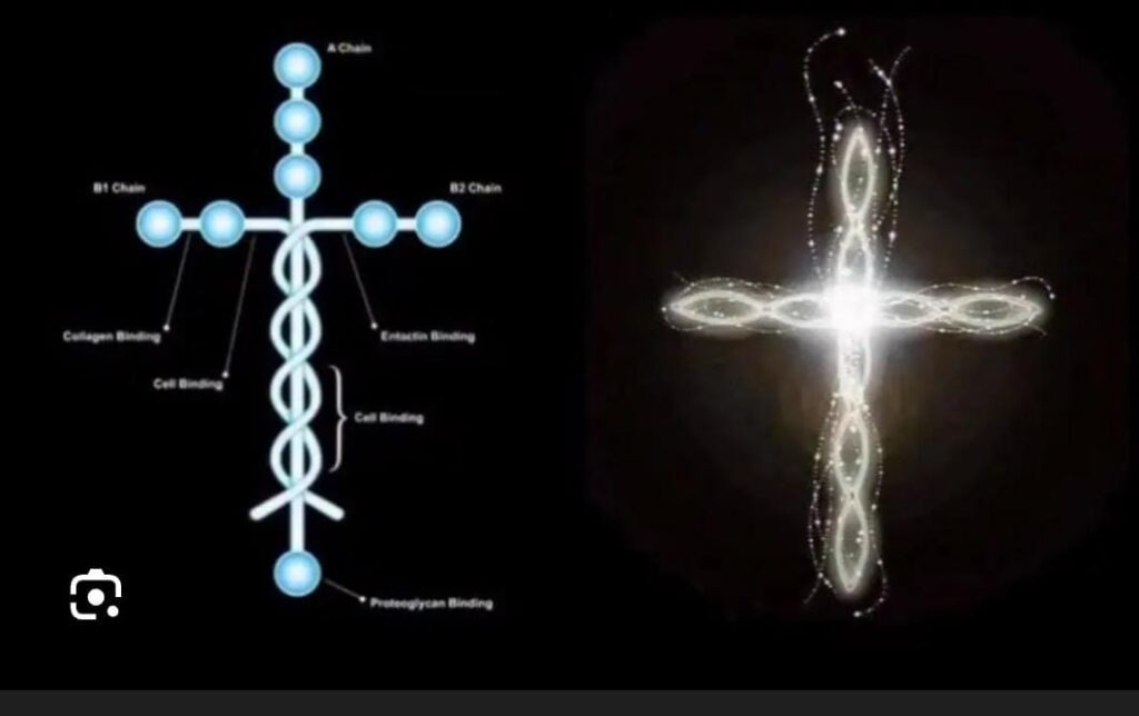 Polilaminina: entenda a esperança e os testes ainda necessários - Jornal O São Paulo