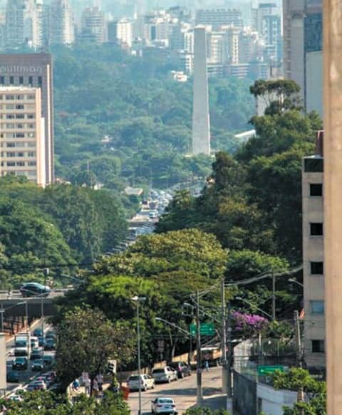 Em cada árvore, muitas vidas beneficiadas - Jornal O São Paulo