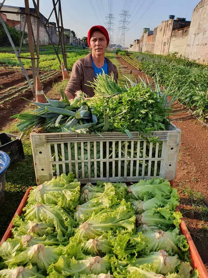 Na grande cidade, a agricultura familiar proporciona melhores condições de vida - Jornal O São Paulo