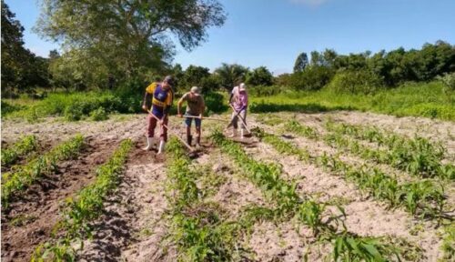 Sementes do Semiarido plantio milho
