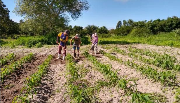 Projeto garante salário e sustento a agricultores de baixa renda na Diocese de Garanhuns (PE) - Jornal O São Paulo