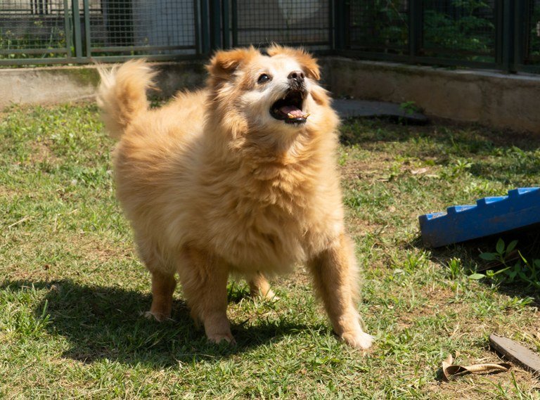 Prefeitura faz campanha de adoção e vacinação antirrábica no Dia Mundial dos Animais - Jornal O São Paulo