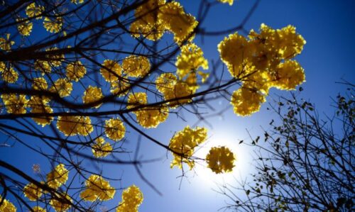 floradas de ipes amarelos florecem em brasilia