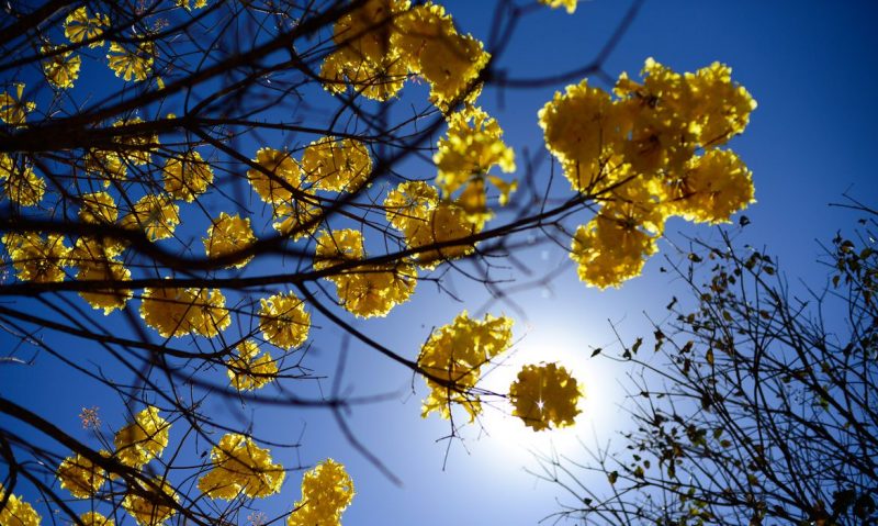 Dia mundial de oração pelo cuidado da criação - Jornal O São Paulo