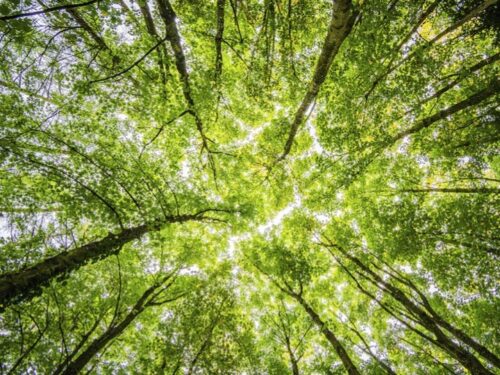 Papa escreve mensagem para o Dia Mundial de Oração pelo Cuidado da Criação - Jornal O São Paulo