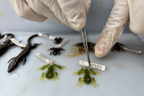 Cientistas descobrem novas espécies em montanhas isoladas da Amazônia - Jornal O São Paulo