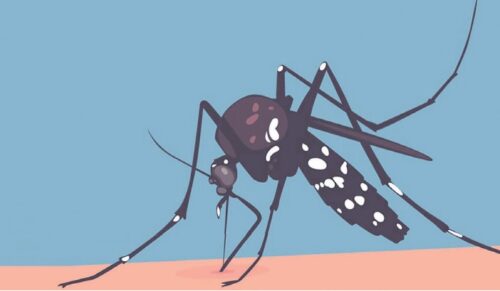 Alerta: País tem expansão de casos de dengue - Jornal O São Paulo