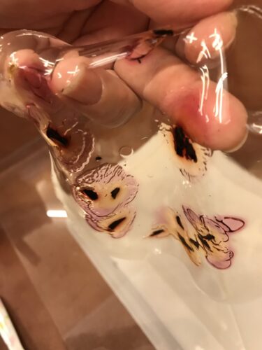 Biomateriais: um desafogo para o presente, um redesenhar do futuro - Jornal O São Paulo