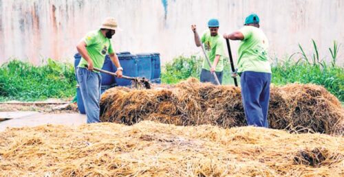 Gestão comunitária de resíduos e promoção da agricultura urbana: conheça a ‘Revolução dos Baldinhos’ - Jornal O São Paulo