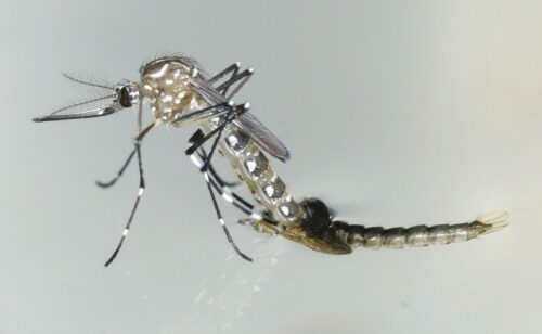 Dia Mundial reforça luta contra desigualdades por trás de doenças negligenciadas - Jornal O São Paulo