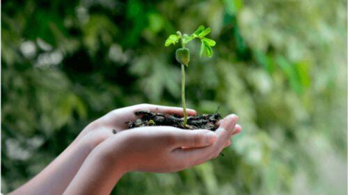 Workshop da ANEC sobre a Campanha da Fraternidade 2025 destaca a urgência da ecologia integral na educação - Jornal O São Paulo