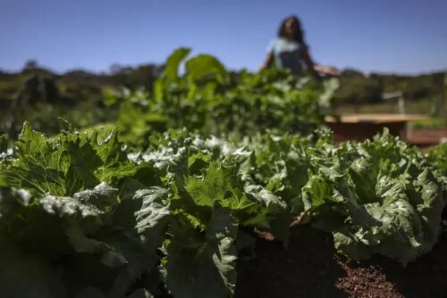 França quer apoio de bancos de desenvolvimento a alimentação saudável - Jornal O São Paulo