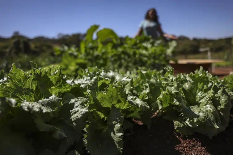 França quer apoio de bancos de desenvolvimento a alimentação saudável - Jornal O São Paulo