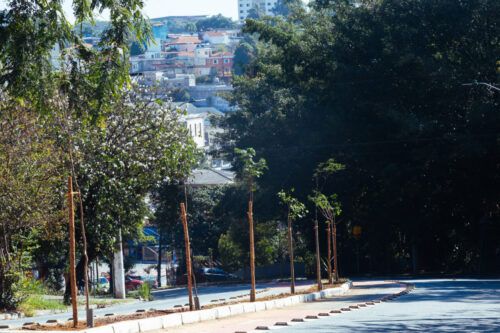 Corredores ecológicos e verdes: bons para a fauna, a flora e o ser humano - Jornal O São Paulo