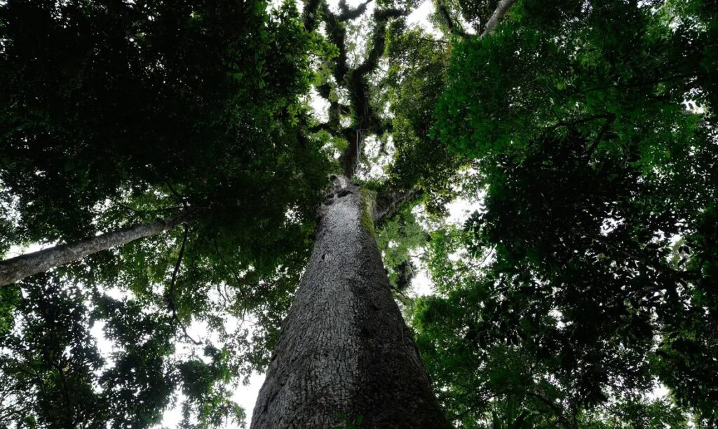Com 63 vetos, presidente da República sanciona nova lei do licenciamento ambiental - Jornal O São Paulo