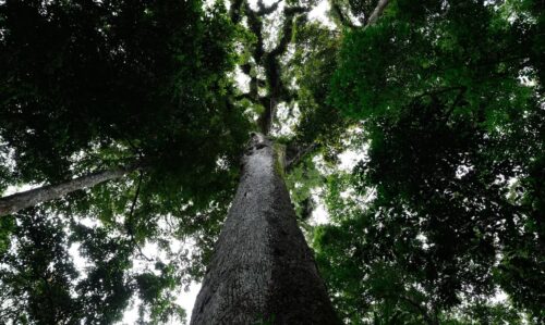 Com 63 vetos, presidente da República sanciona nova lei do licenciamento ambiental - Jornal O São Paulo
