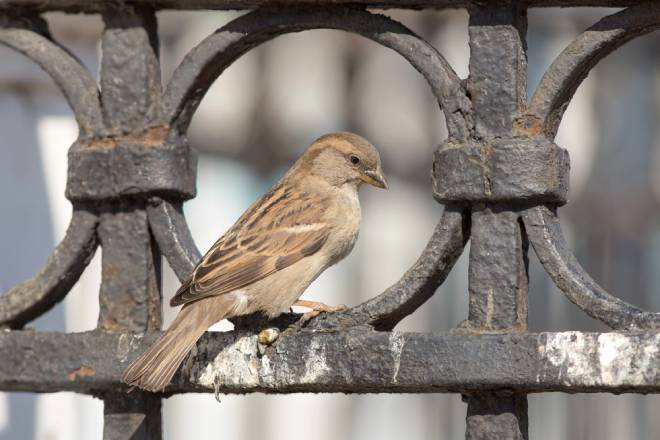 Canto antecipado, comida no lixo, ninhos em prédios: as adaptações de aves para viver em metrópoles - Jornal O São Paulo