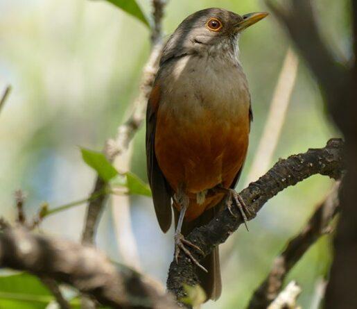 Canto antecipado, comida no lixo, ninhos em prédios: as adaptações de aves para viver em metrópoles - Jornal O São Paulo
