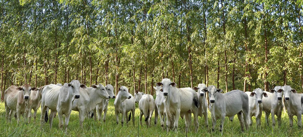 Agricultura sustentável promove conservação e empregos na Amazônia e no Cerrado - Jornal O São Paulo